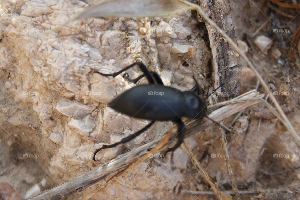 It is a beetle. I managed to take the photo of it in such a way that it also comes out dry grass.