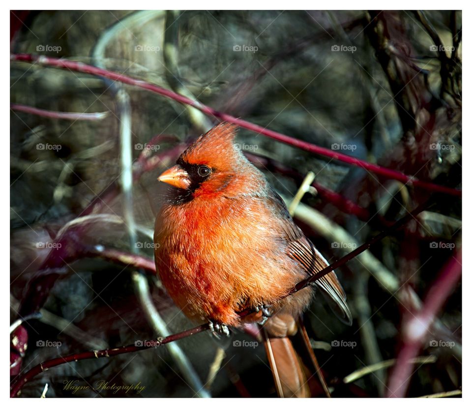 northern cardinal