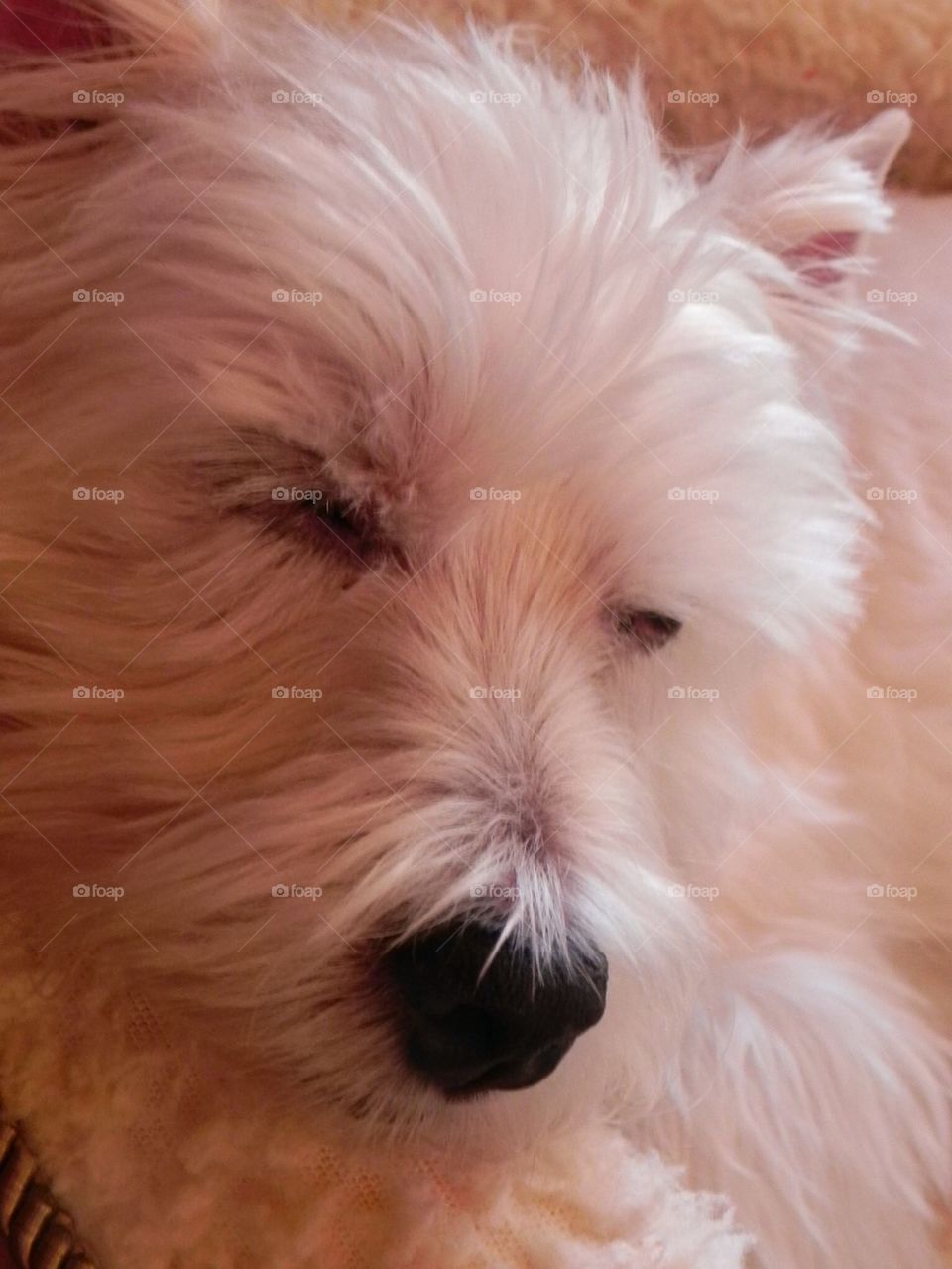 Sleeping Westie