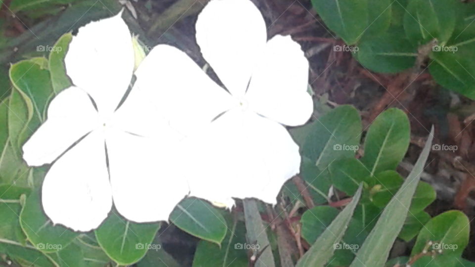 White Flowers. white flowers
