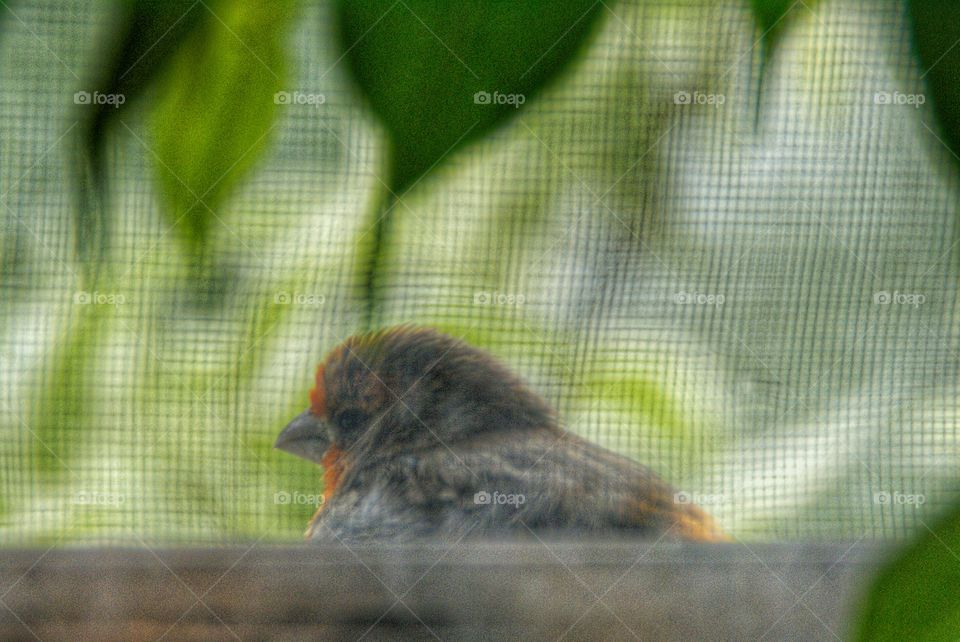 Bird seen through window