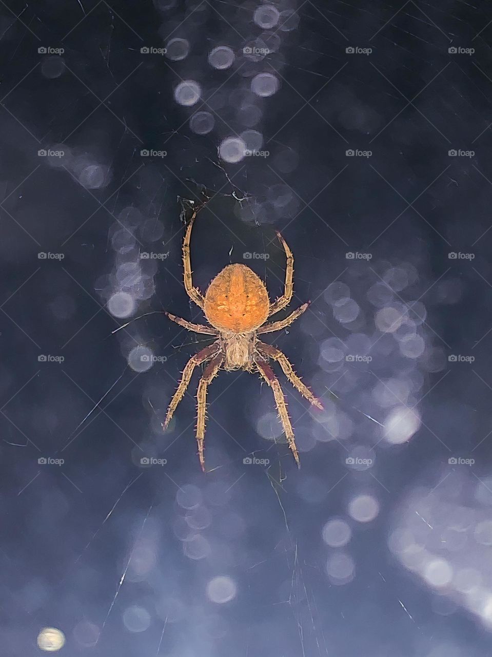 Big Pregnant Momma Spider Resting And Expecting Food On Her Web At Night