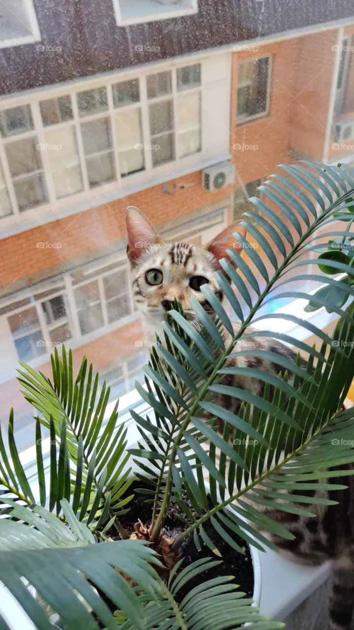 cat