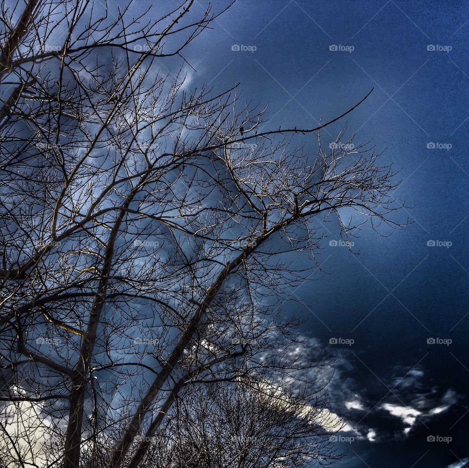 Bare tree branches against dark blue sky