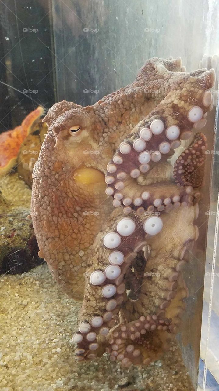 Octopus