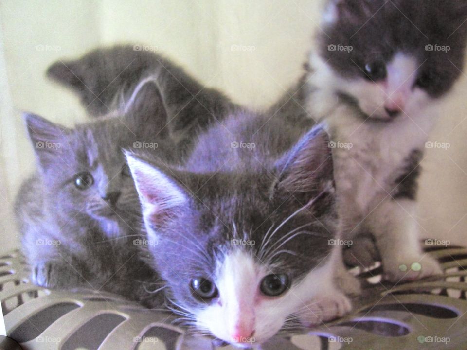 Curious kittens