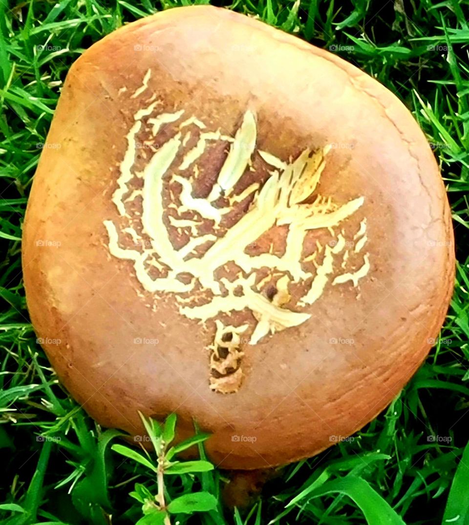 Unique Mushroom
