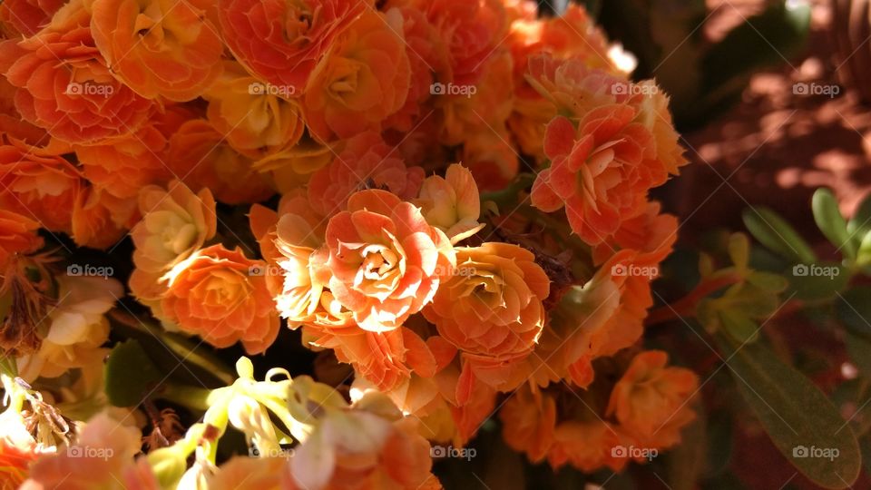 Overhead view of orange bouquet