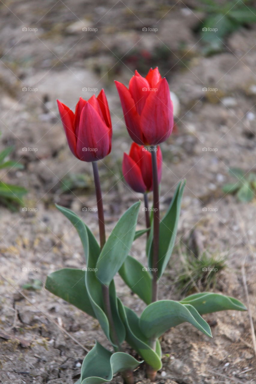 Close-up of tulip flowers
