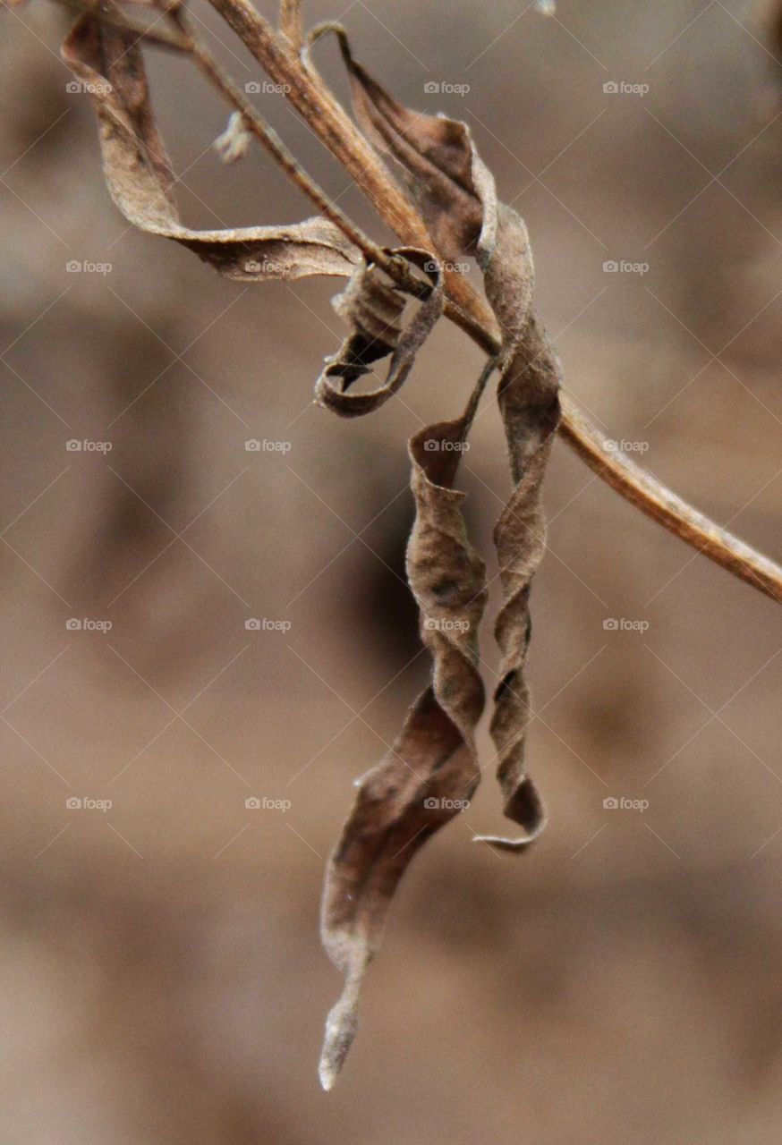 leaves curling and drying on a branch.