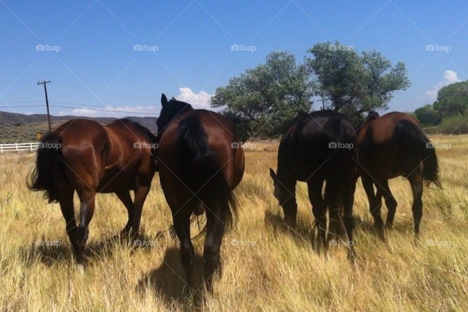 You can lead a horse to water