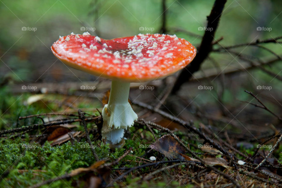 Close-up of toadstool
