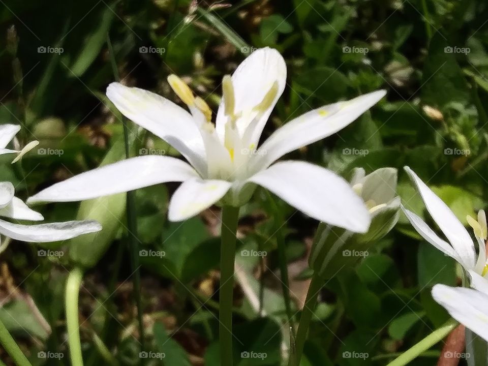 white blossom