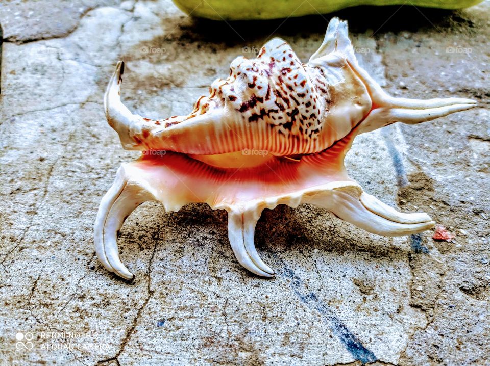 ***Океанская ракушка***