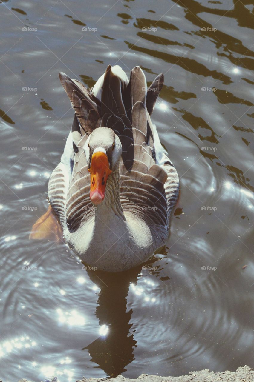 a water bird swimming in a duck pond on a beautiful sunny day