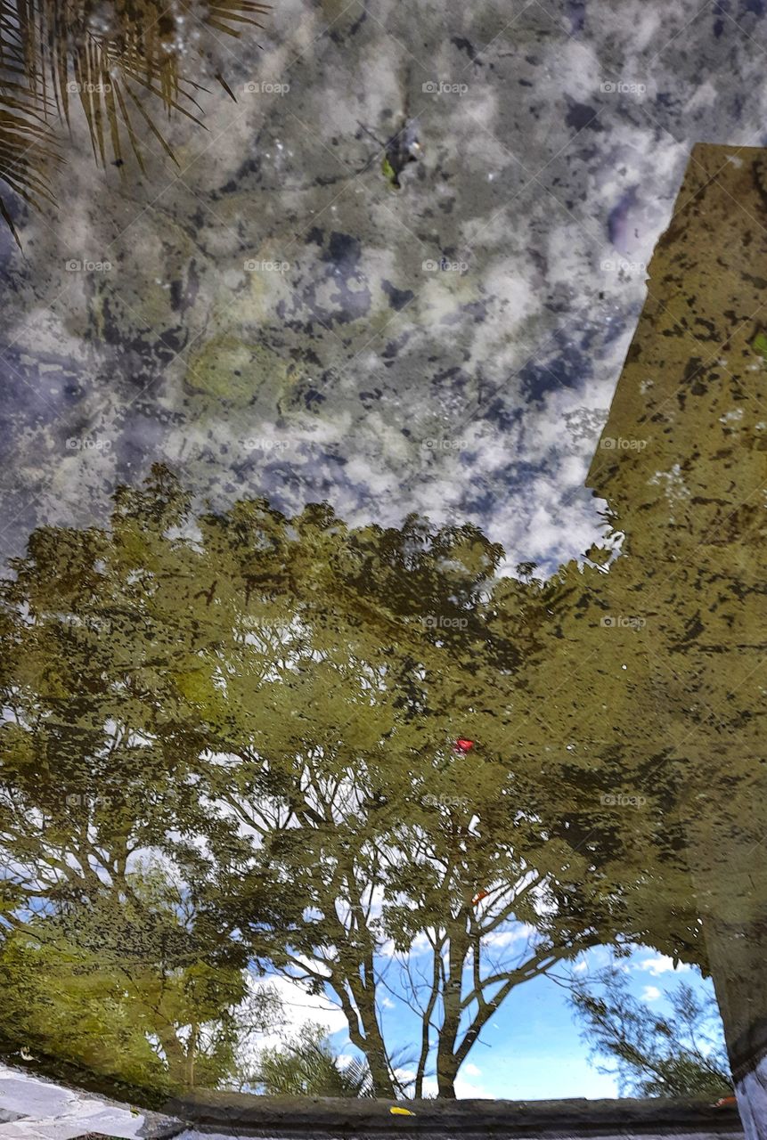 Reflection in the  water of tree and sky,reflection,seeing double,double,tree,sky,clouds,water