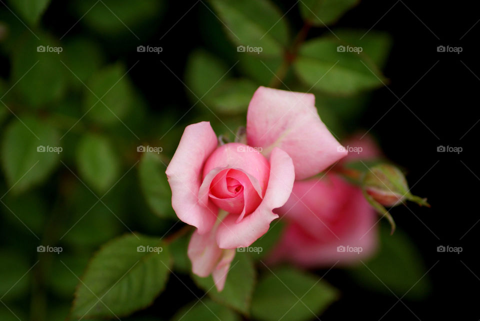 Rose bud