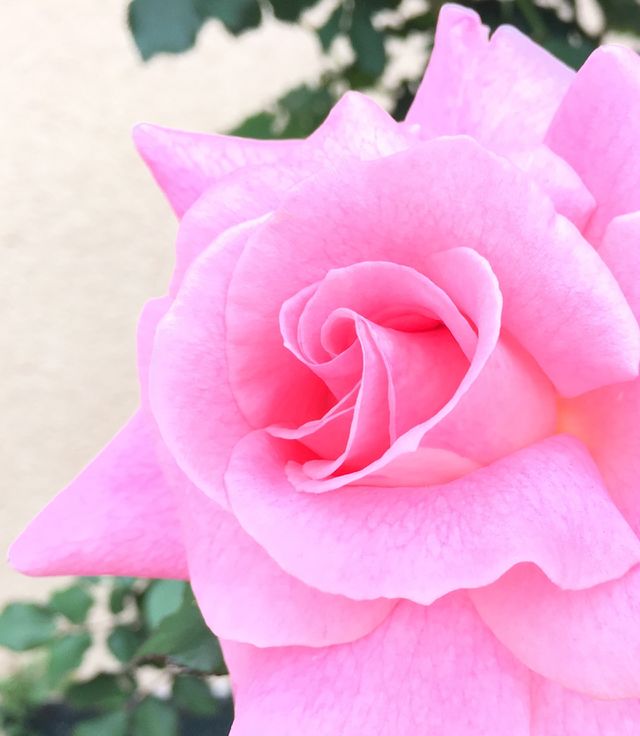 Single pink rose double blossoms
Nivea mission