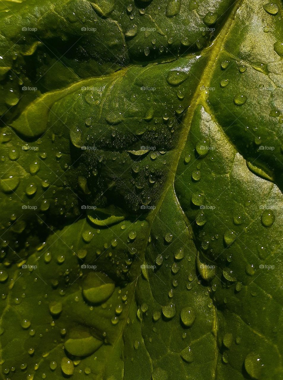 Green beet leaf with dew drops