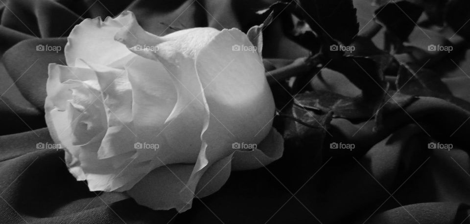 White rose on a blue background. Black and white photo