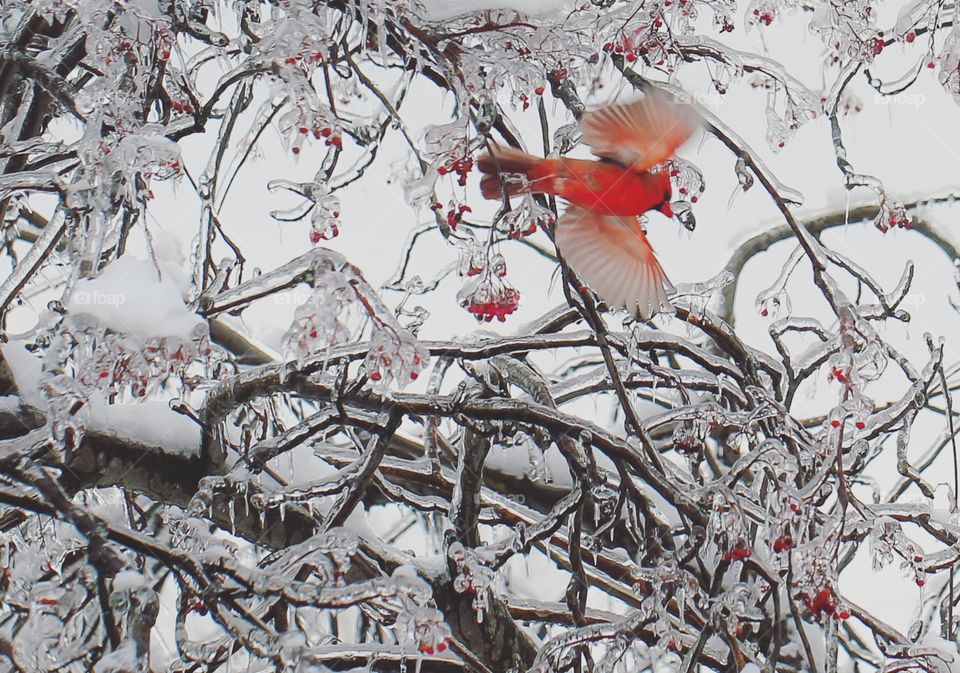 Winter, Snow, Tree, Branch, Frost