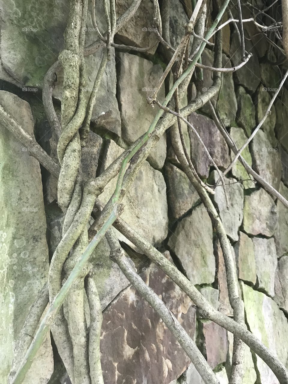 Vines On Stone Wall