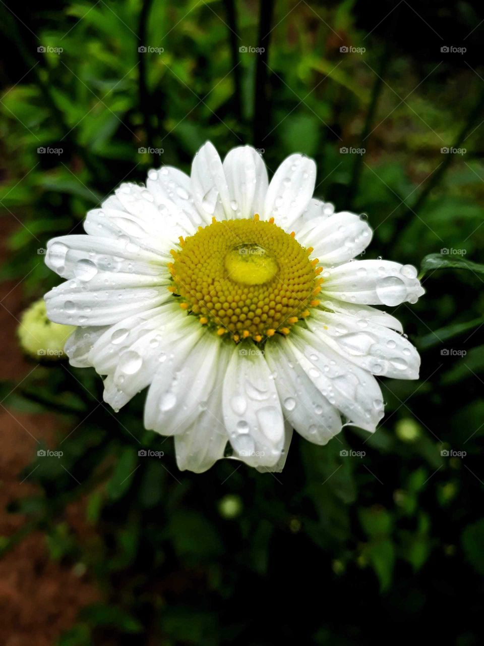 Daisy flower in the rain