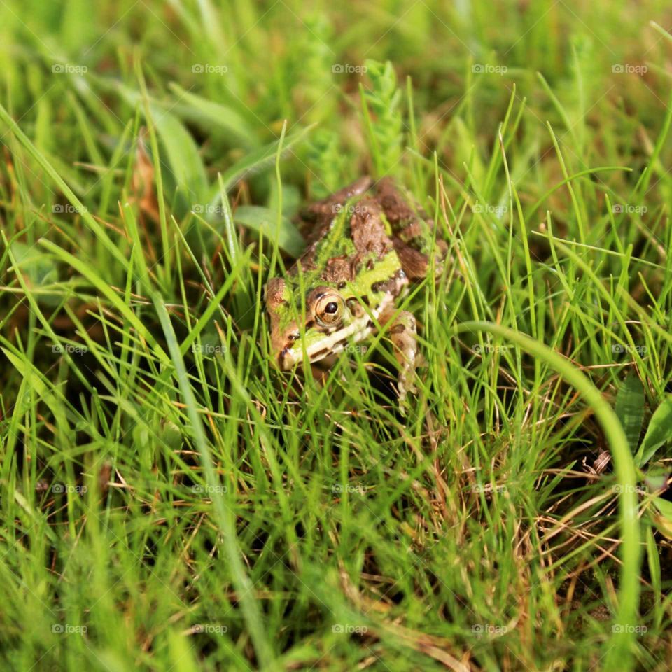 Brown and green frog in lawn