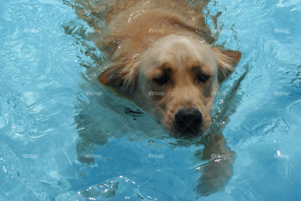 Swimming Dog