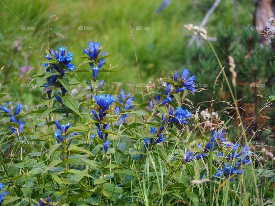 Flowers in the mountains