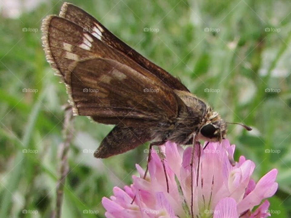 Butterflies, insects 