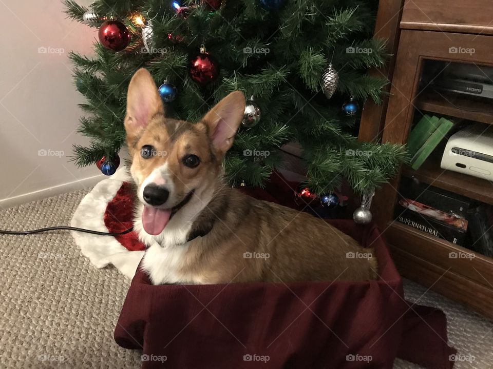 Alexa, the happy Christmas Puppy in a box!