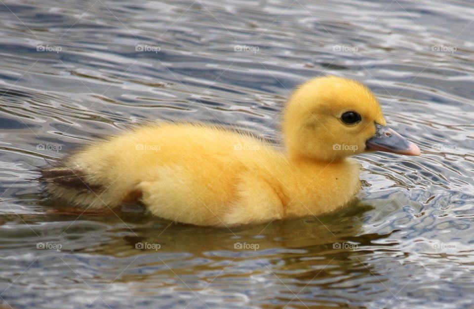 Yellow duckling 