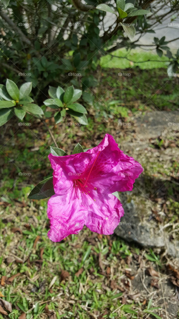 flower