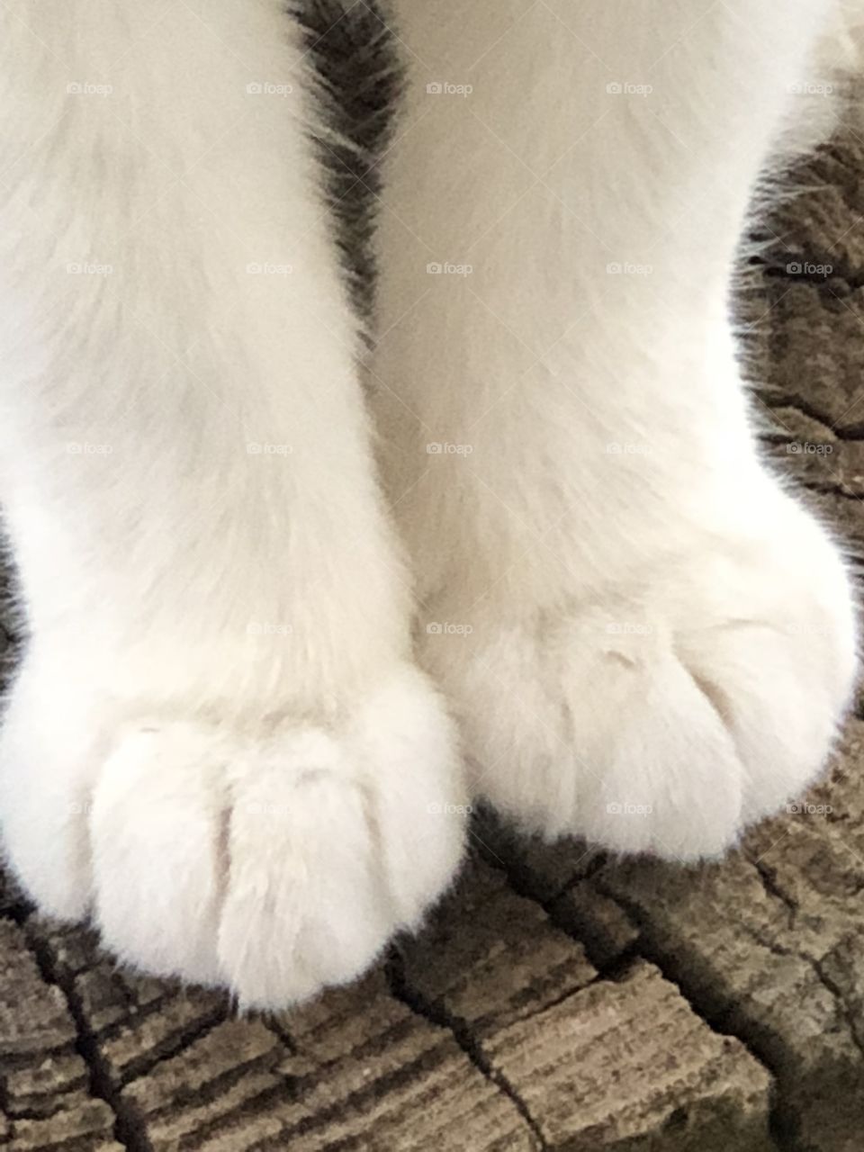 Kittys legs and feet