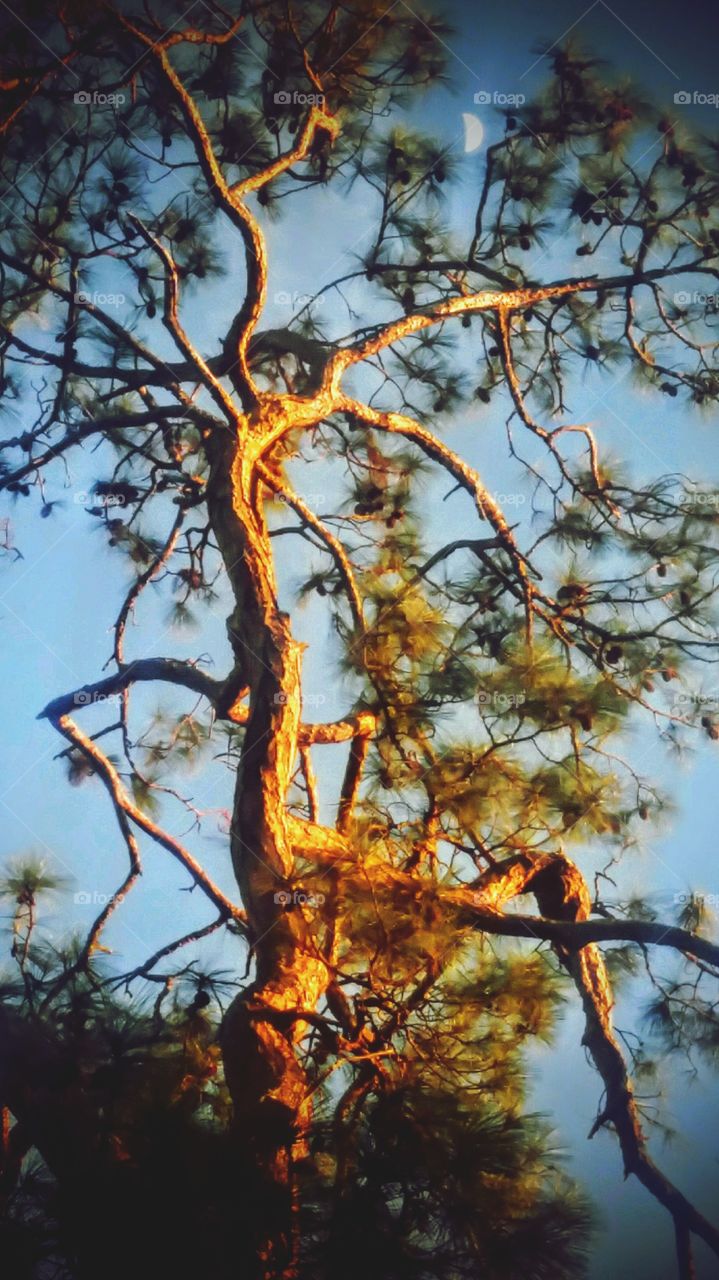 Moon resting by a tree