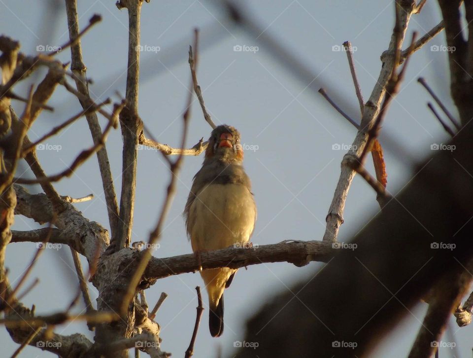 Male zebra finch. Solitary distancing with other member of one similar finch. The bird's captured at the dryng branch of wood, where's the site is not far from beach, aside of estuarya, mangrofe areal