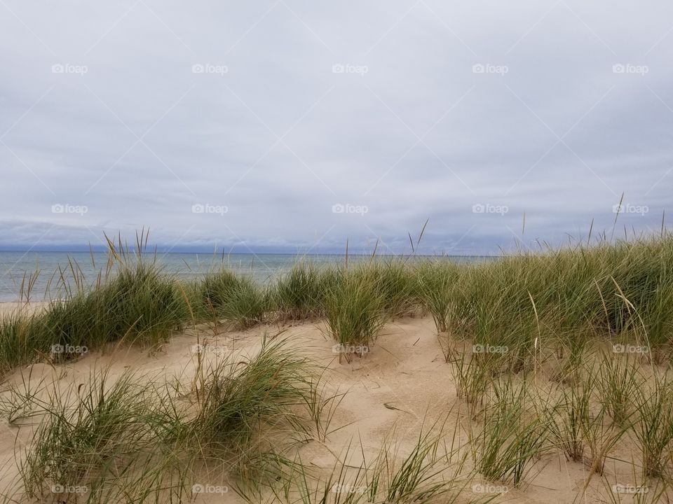Dune grass in Fall