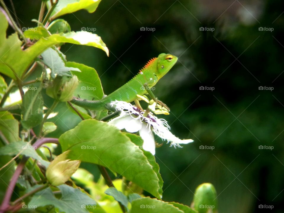 Lizard on a flower