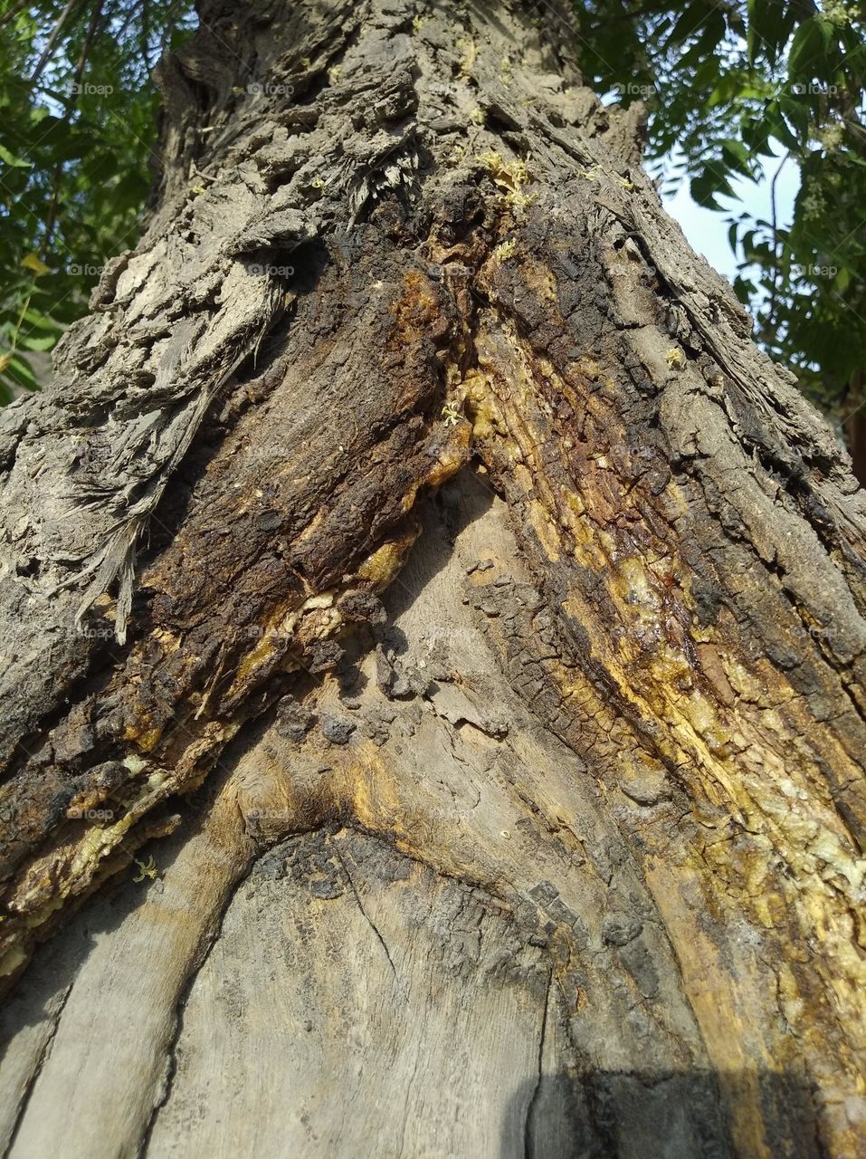 stem of Neem tree, injured,dry,hard, secretion of liquid, yellowish, brown