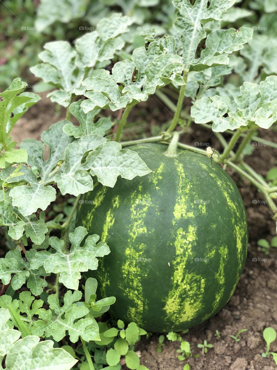 Bio watermelon 