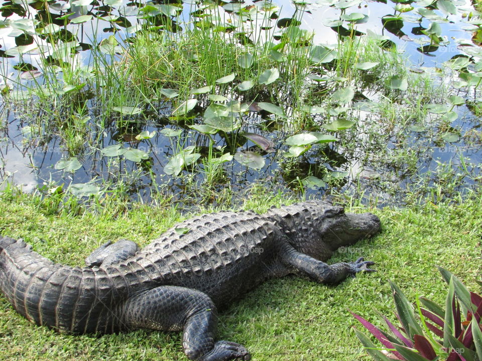 Alligator at the everglades in miami