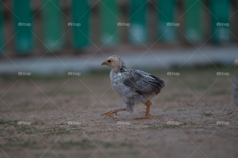 Bird, Animal, Wildlife, Feather, Nature