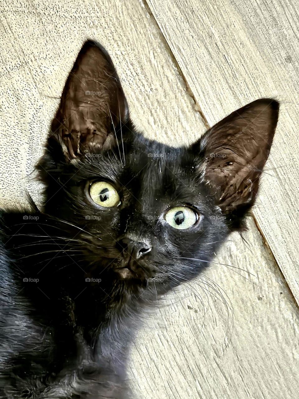 Curious black kitten