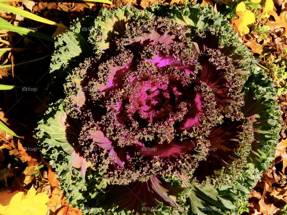 Ornamental kale plant