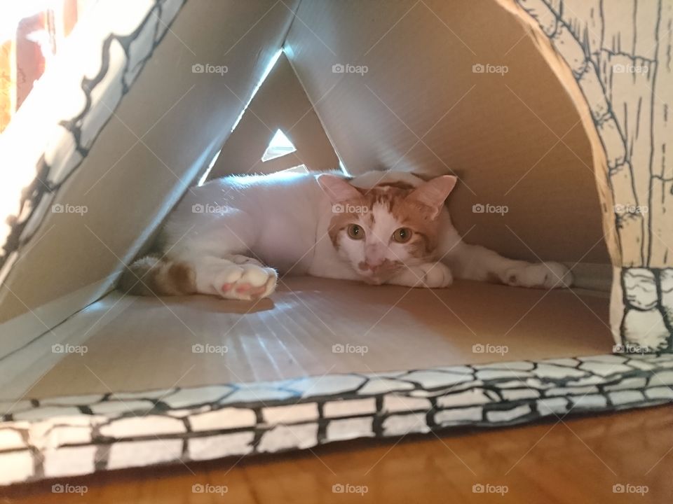 Adult domestic cat sleep on his handmade house