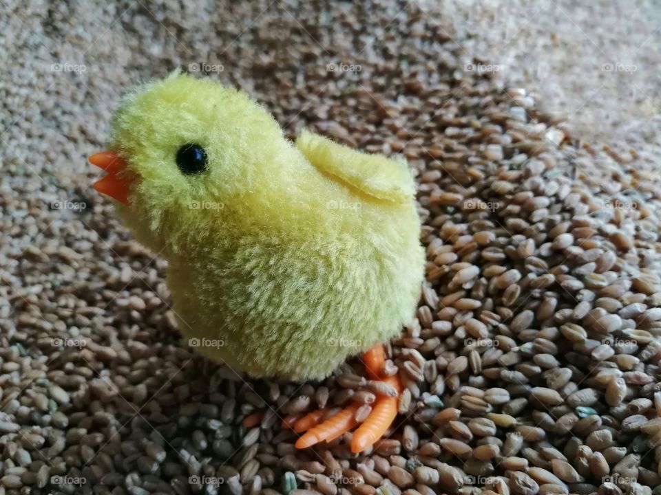 Toy chicken on wheat grains .