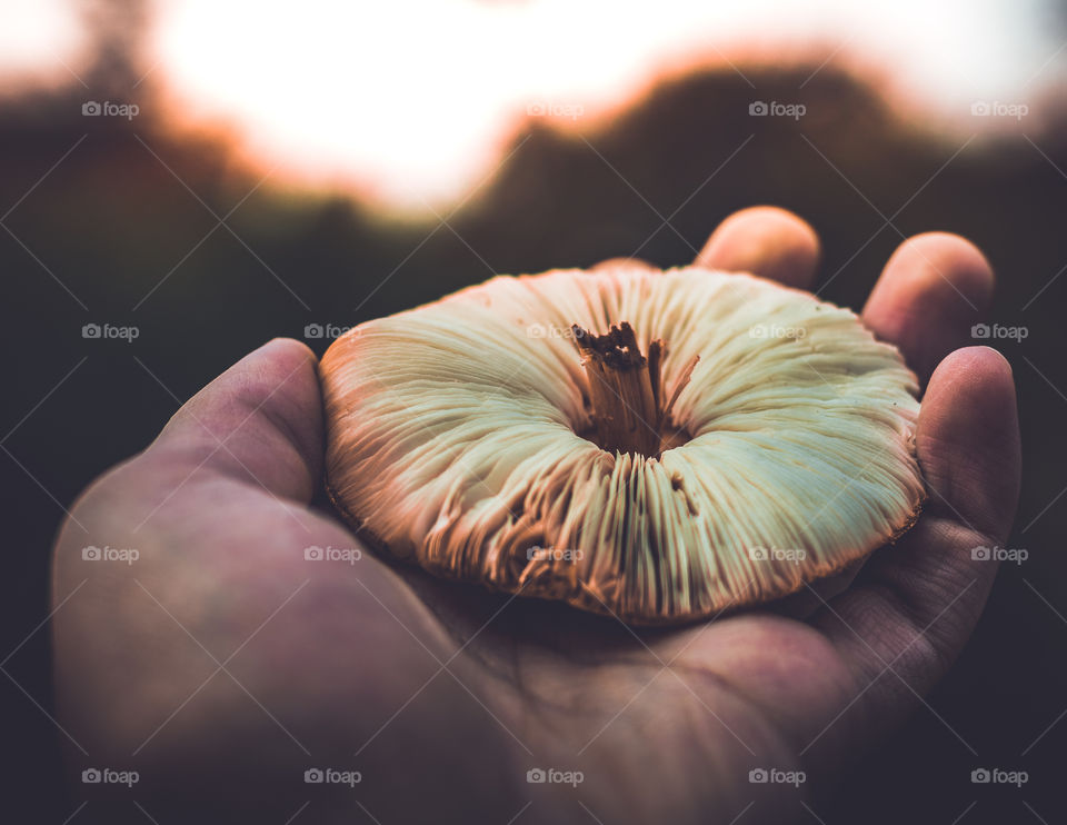 Holding a Mushroom