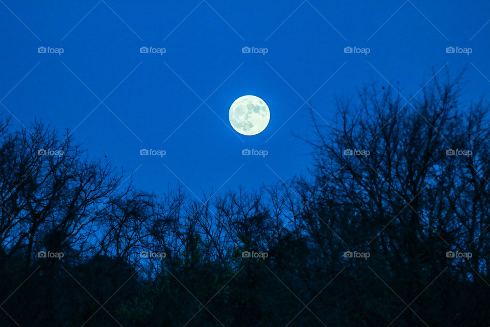 Moon, Sky, Desktop, No Person, Tree