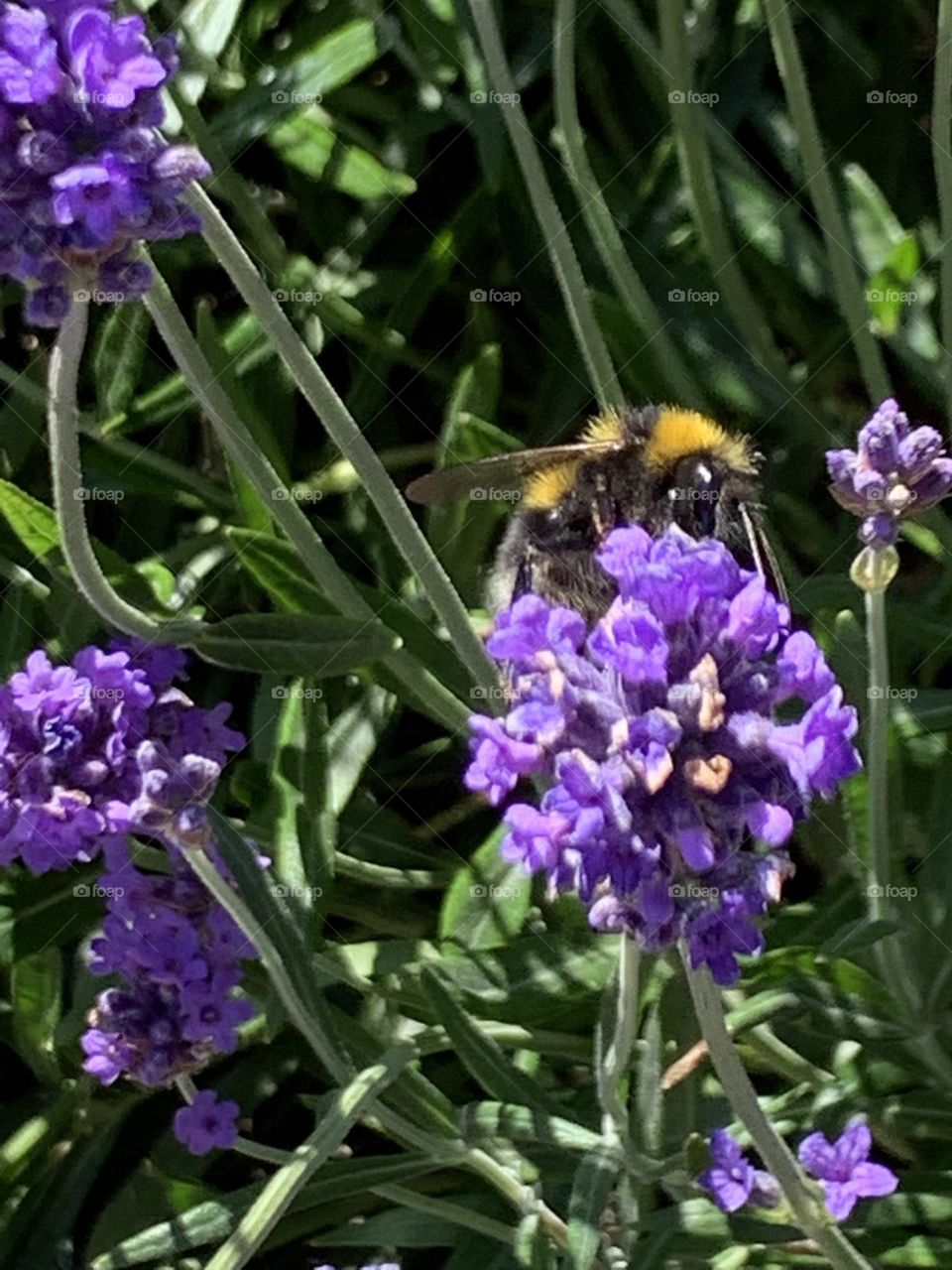 A Walk through Redburn Dene